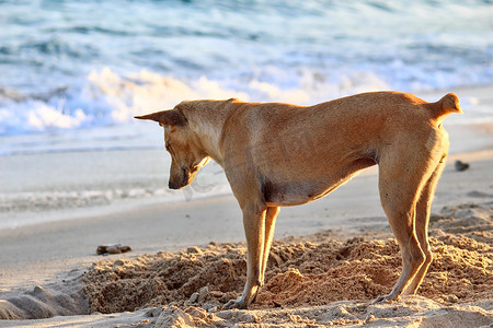 狗在沙滩上挖沙子的彩色图像