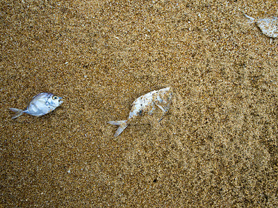 环境污染鱼摄影照片_死鱼