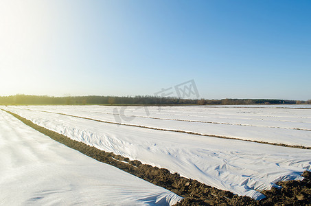 早春田地里的马铃薯种植园覆盖着纺粘农用纤维。