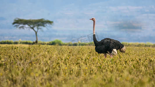 走在肯尼亚纳库鲁湖国家公园的鸵鸟