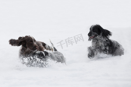 两只英国可卡犬在雪地里玩耍