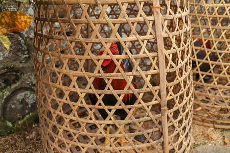 斗鸡摄影照片_在竹子制成的柳条篮子里的棕色斗鸡。