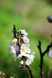 杏花瓣摄影照片_4 月杏早午餐上开满白花的春天