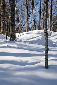 中投证券展板摄影照片_落叶树在雪中投下蓝色的影子。