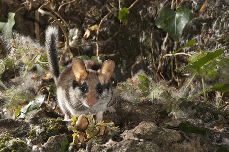 花园睡鼠，Eliomys Quercinus，在 coun 寻找食物