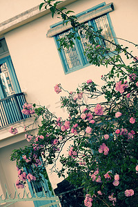 攀爬玫瑰花架，屋前漂亮的栅栏