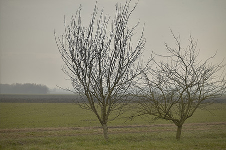 迷雾灰色摄影照片_冬天光秃秃的灌木