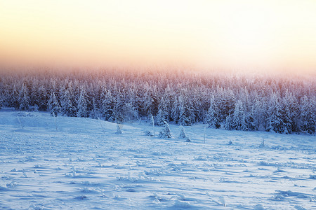 冬季森林日落的美丽风景