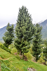 一棵美丽的雪松 (Cedrus deodara) 树生长在蓝色无云的天空和克什米尔山谷喜马偕尔邦遥远的山脉的惊人照片，也被称为“地球上的天堂”。