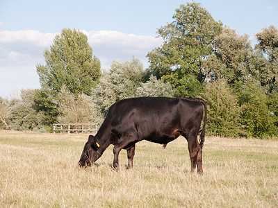 黑牛摄影照片_德哈的夏日，一头黑牛在田野里单独吃草