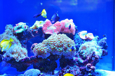 石头上水族馆里的活粉色珊瑚