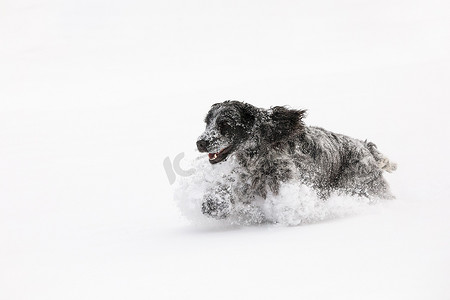 英国可卡犬狗在雪地里玩耍