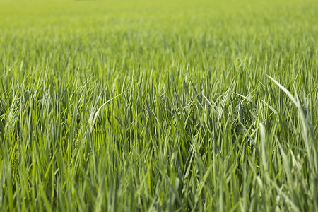 绿色稻田背景。