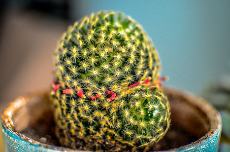 Mammillaria，称为草莓仙人掌，一种带刺刺和美味小果的小仙人掌