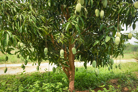 芒果加工摄影照片_芒果树 — 挂在树上的生绿色芒果，叶子背景