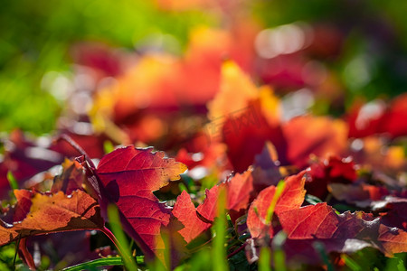 各种秋天颜色的枫叶