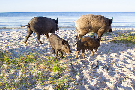 海边沙滩上有两只小猪的野猪