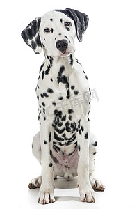 坐着的成年黑白达尔马提亚狗被白色隔离