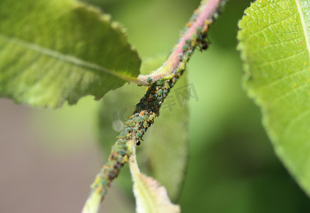 黑色花园蚁群（Lasius niger）以蚜虫的蜜露为食，在花园里的植物中筑巢