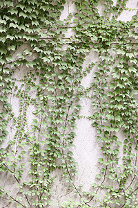 有绿色常春藤的墙壁