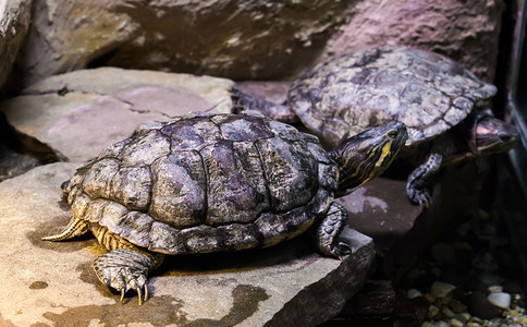 坎伯兰滑龟在石头上，特写是背景中的另一只乌龟，这是一只来自美国的热带宠物