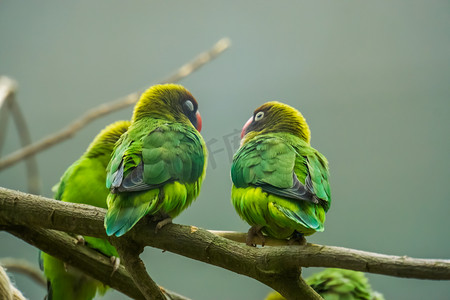 一对黑颊爱情鸟坐在树枝上，来自非洲赞比亚的热带鸟类