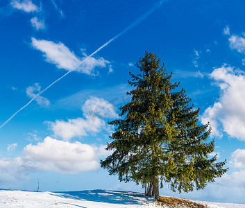 在晴朗的冬天天气山坡上的云杉树