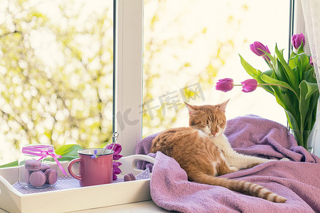 家居窗户摄影照片_紫罗兰色阳光舒适的家居理念