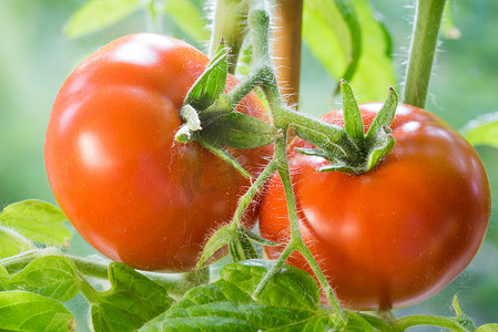 成熟的西红柿生长特写