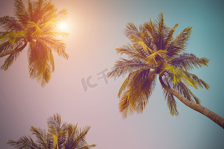 热带海岸的椰子树，复古色调，暖色调