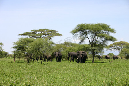 非洲博茨瓦纳大草原上的野生大象 (Elephantidae)