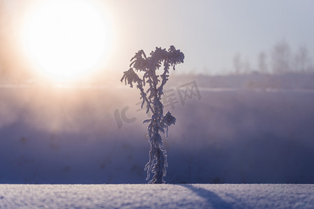 冬季雾蒙蒙的早晨，冻干植物在艺术极简主义的曲调中有选择地聚焦