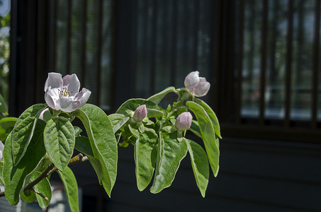 花园中木瓜树花特写的枝条