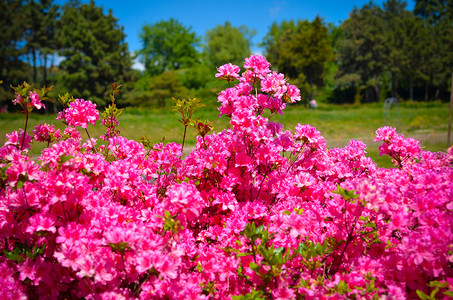 盛开的草甸，有杜鹃花丛的粉红色花朵