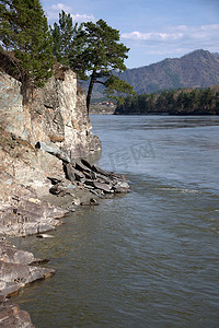 河流卡通摄影照片_高大的松树生长在山区河流的陡坡上。