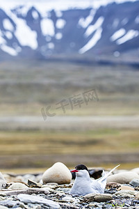 北极燕鸥站在她的巢穴附近，保护她的蛋免受捕食者的侵害