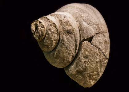 史前水蜗牛壳的旧化石，一种已灭绝的物种，孤立在黑色背景中