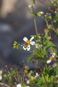 采草摄影照片_勤劳的小蜜蜂在花上采蜜