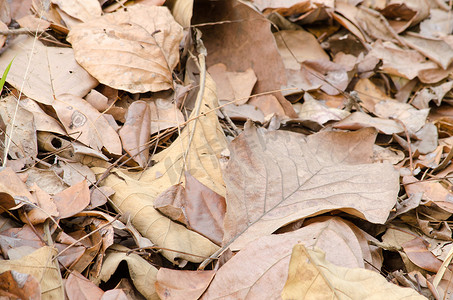 地上的棕色叶子有病