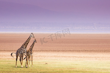 坦桑尼亚曼雅拉湖国家公园的长颈鹿