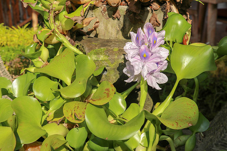 Eichhornia crassipes 盛开的紫罗兰花的特写。