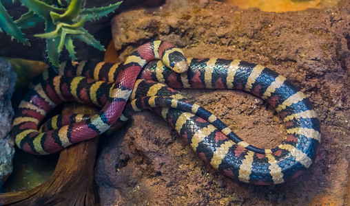 亚利桑那山王蛇特写，来自美国的色彩鲜艳的热带蛇，爬虫养殖中流行的宠物