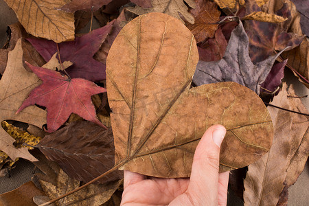 手绘松果摄影照片_满是树叶的背景上手拿心形切叶