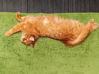 地毯猫摄影照片_可爱的姜猫躺在绿色蓬松的浴室地毯上。