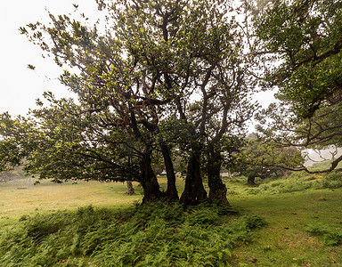 法纳尔老月桂树
