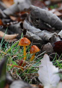 田纳西州树下森林地面上鲜艳的小蘑菇