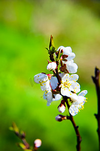 月开摄影照片_4 月杏早午餐上开满白花的春天