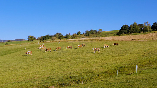 在山地牧场上放牧的牛群，航拍