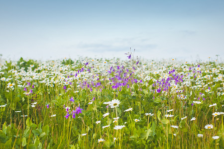 一片野白开花的雏菊和蓝铃花，夏日乡村背景