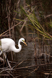 大湖区摄影照片_湖区公园沼泽中的大白鹭 Ardea alba